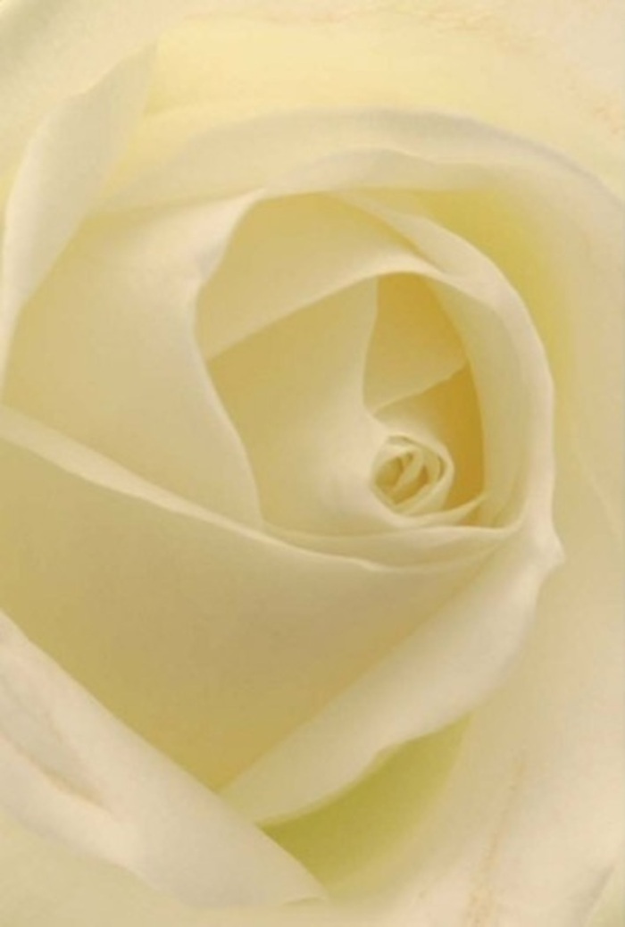 Viewed from a close perspective, this classic white rose, delicately assembled in Brent, mesmerizes with its artful layering and interplay of light and shadow across matte, creamy petals. The composition shines with a serene sophistication; soft cream hues blend into purest whites, reminiscent of clouds drifting above the rooftops near Queens Park. Gentle illumination seems to pass through each petal, highlighting the flower's structure as if it is lit from within-a flourish made possible by the practiced hands at Brent Florist. This rose is selected for cherished moments: a gesture of affection, a centerpiece on a wedding table, or solace offered in times of remembrance. Its spiraled core is almost architectural, suggesting purity and quiet strength at the heart of Brent's vibrant community. The contrasts between fragile, transparent edges and the more robust inner petals elevate its visual poetry, creating a bloom filled with understated fragrance and presence. Available for same-day delivery across Brent and neighboring streets, it embodies the essence of local floral artistry and meaningful celebration.